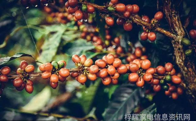 扫地机卖不动了企业已出海找增量